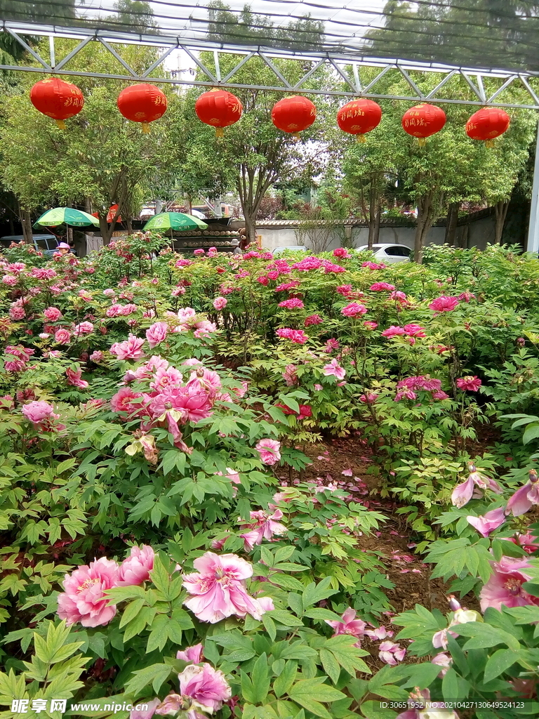 牡丹