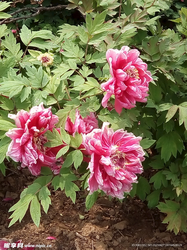 牡丹