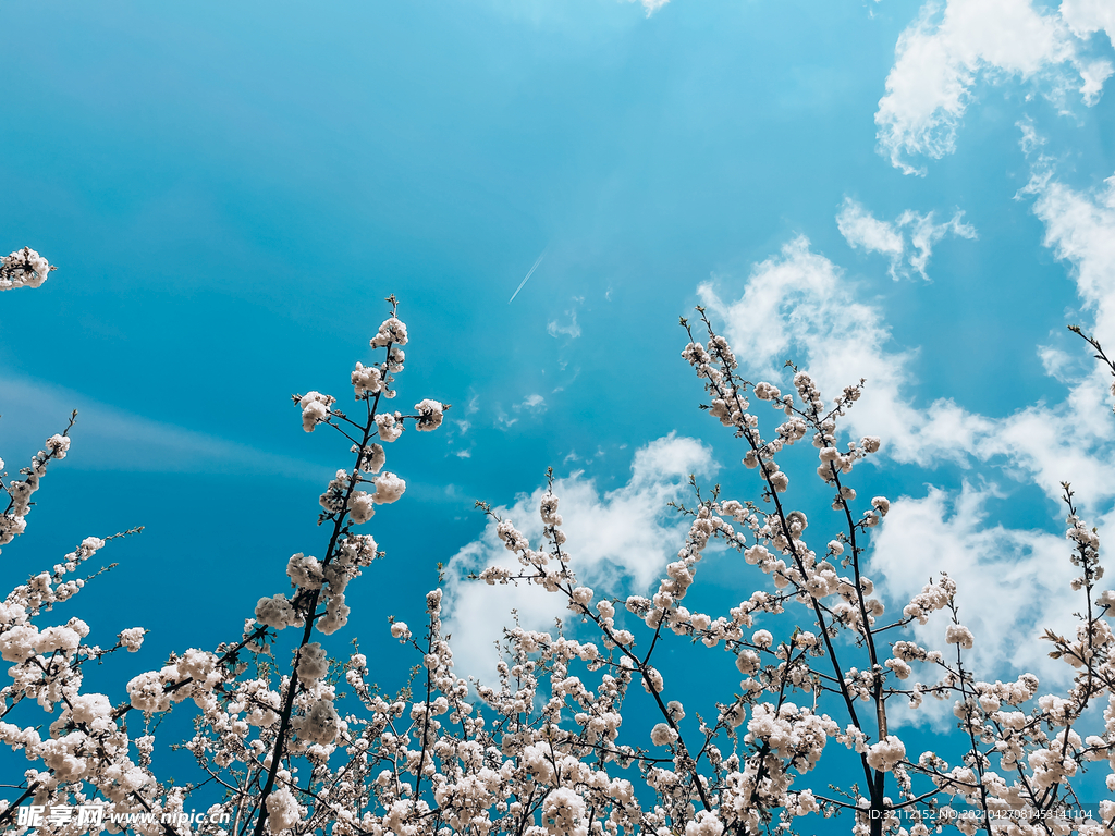 花与天空