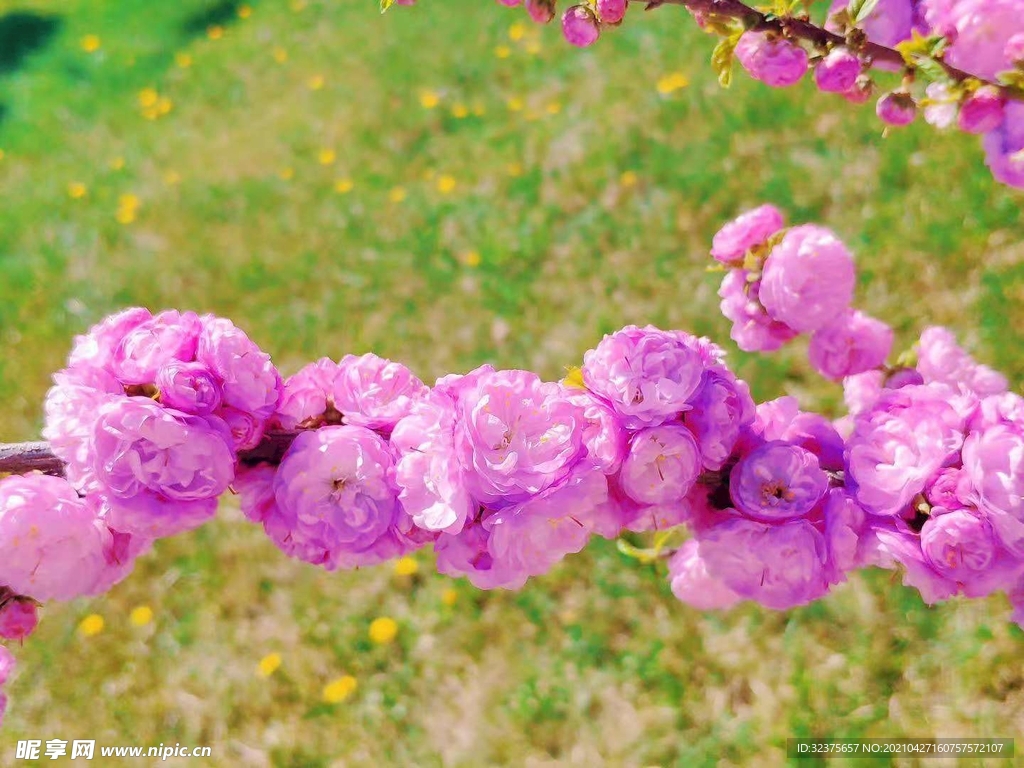 桃花