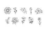 白描花卉