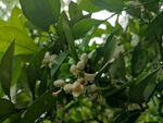 胡柚花