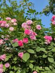 蔷薇花