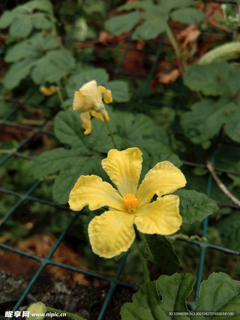 花