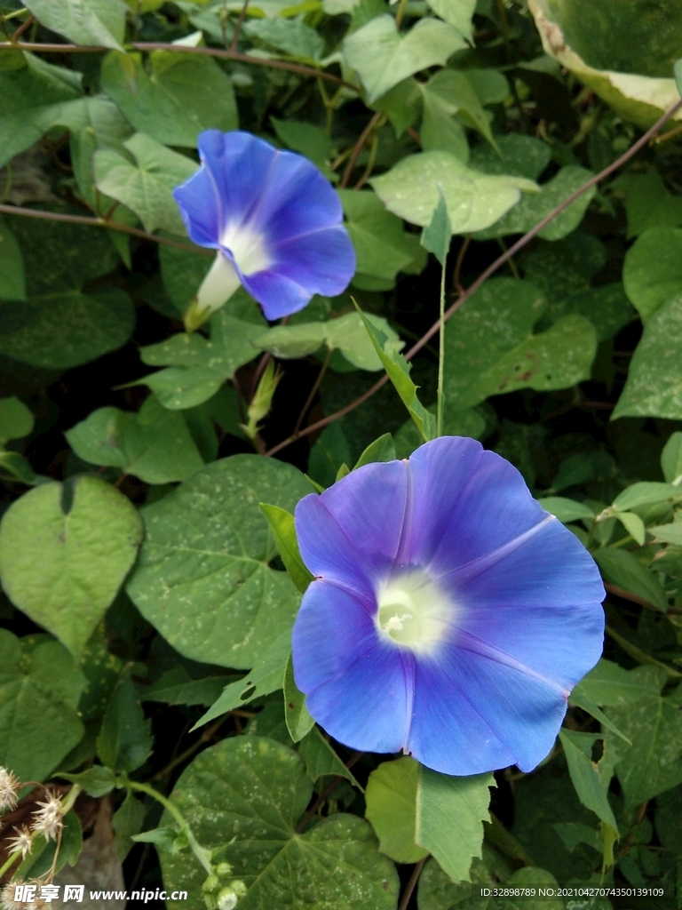 花