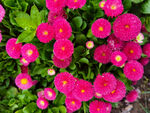 雏菊 太阳菊 延命菊 春菊 