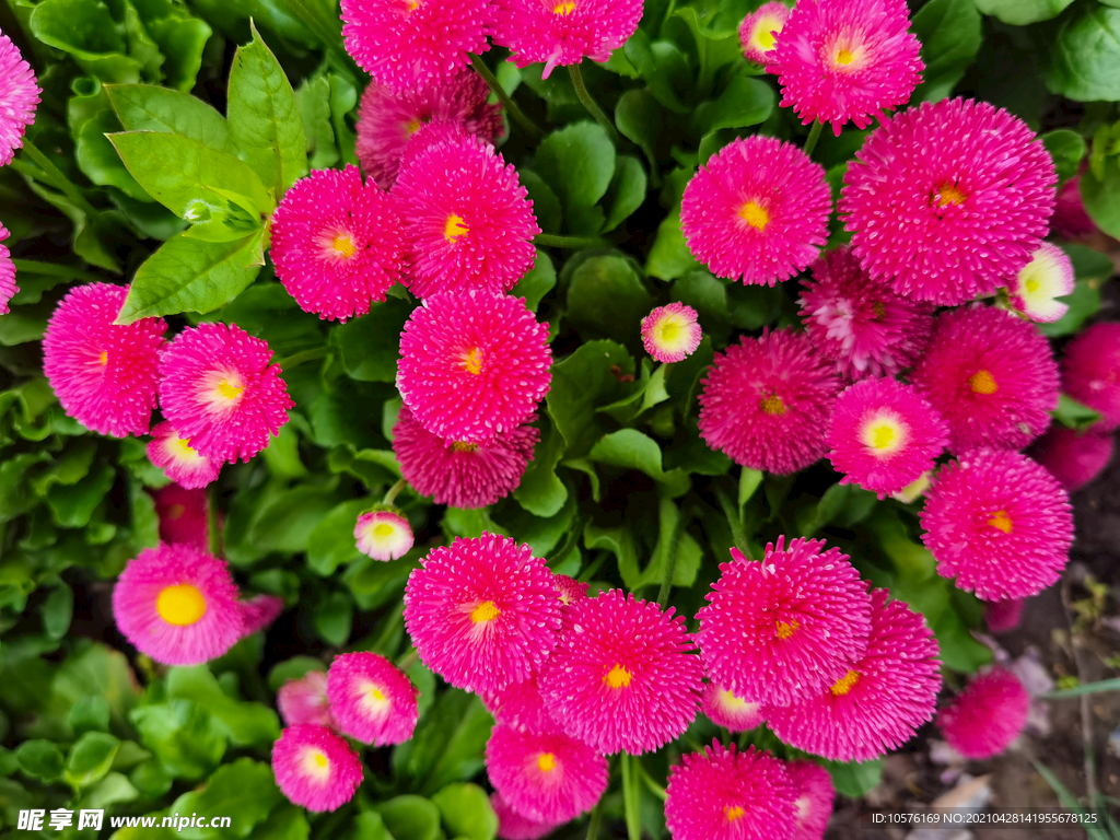 雏菊 太阳菊 延命菊 春菊 