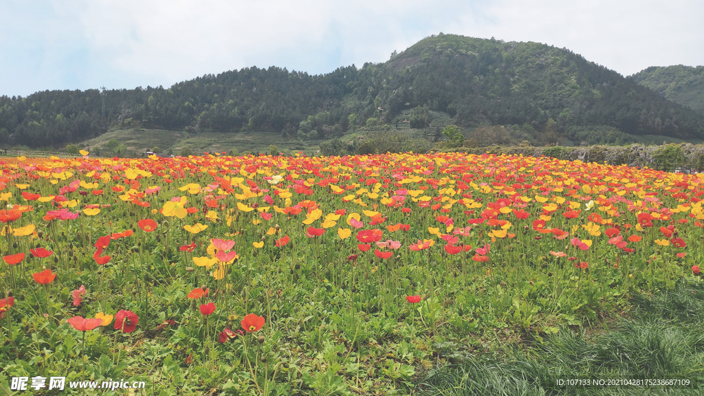 虞美人 花海