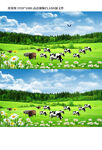 草原牛羊风景视频