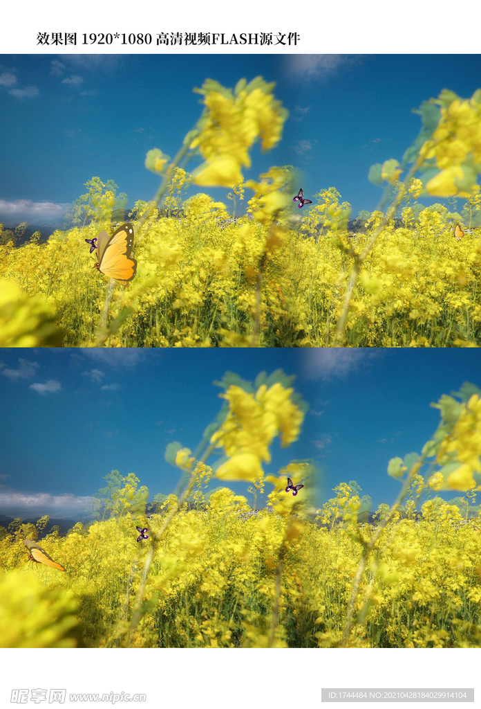 油菜花风景flash源文件视频