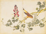 余曾三国画 百花鸟图