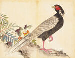 余曾三国画 百花鸟图