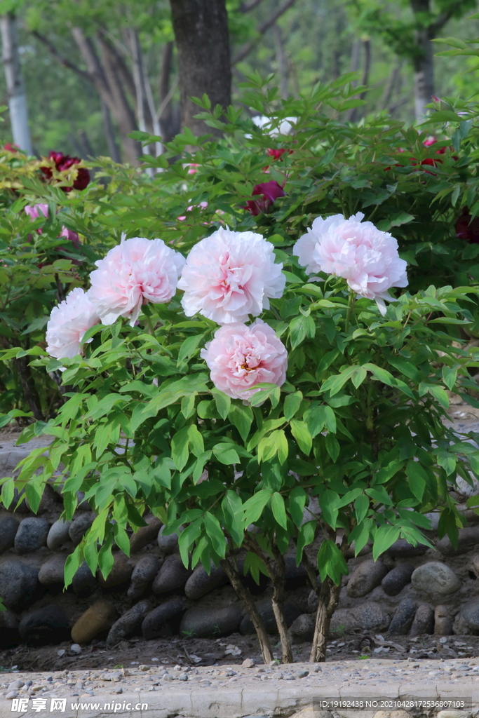 牡丹花