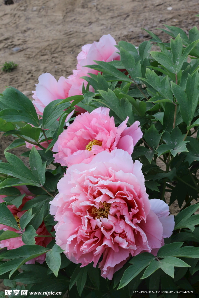 牡丹花