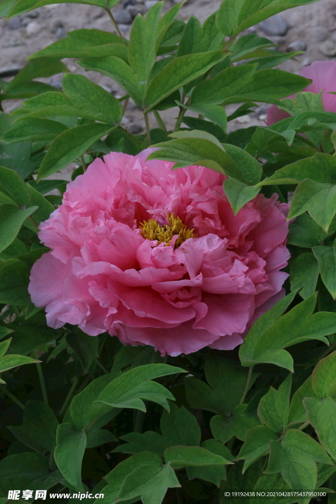 牡丹花