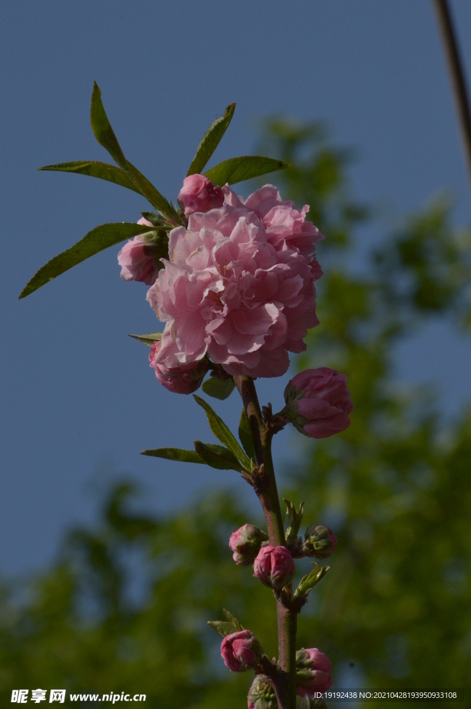 碧桃花儿 