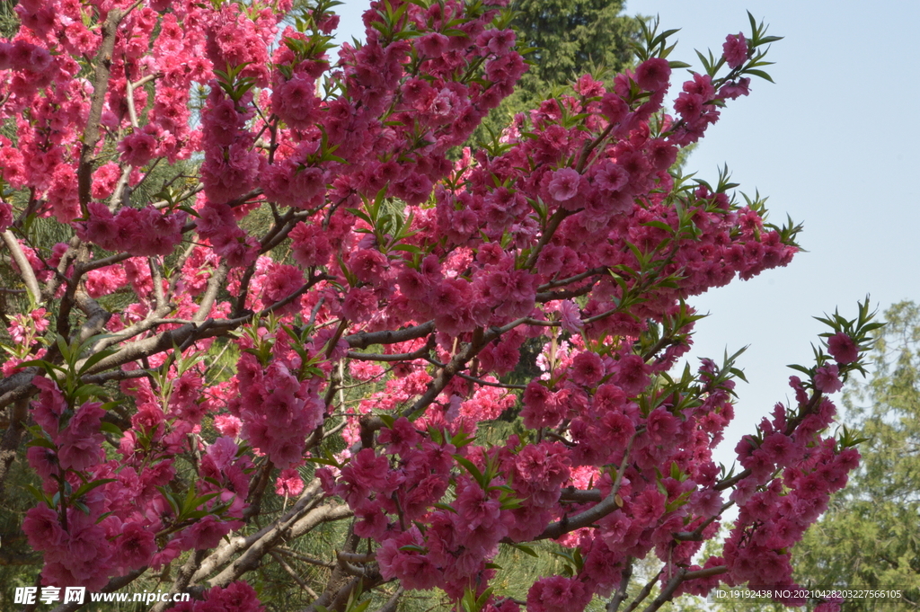 碧桃花儿