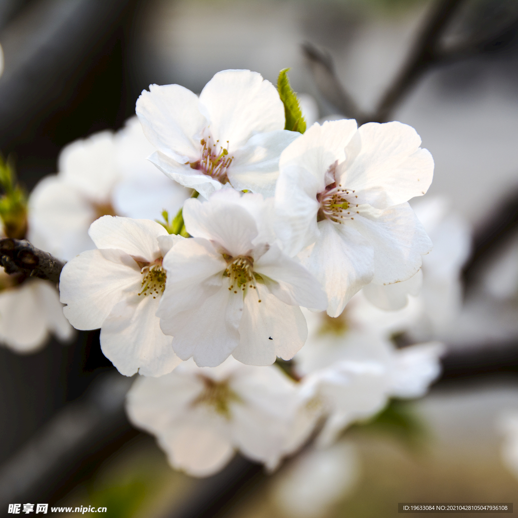 白樱花特写