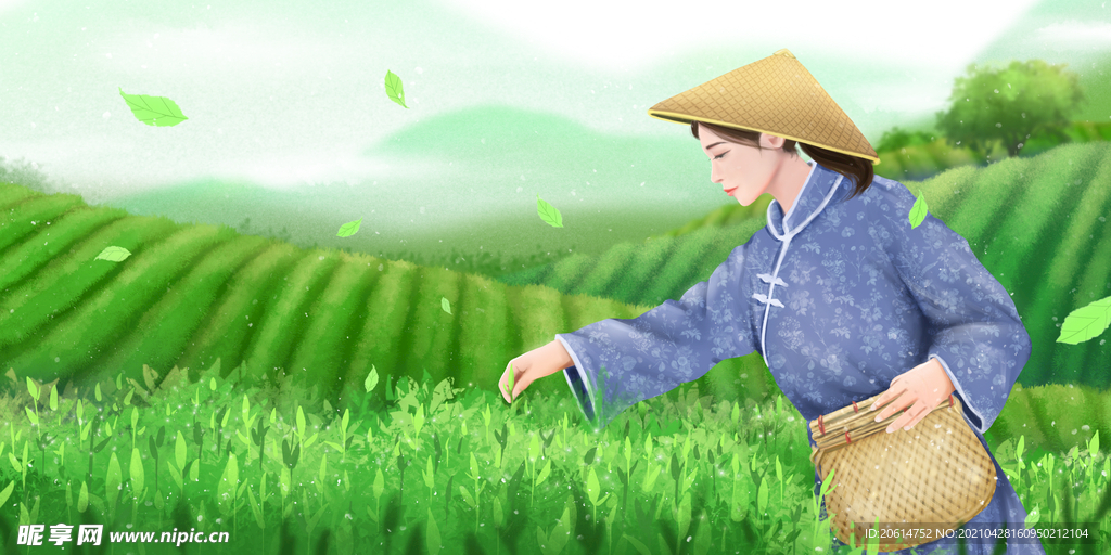 辛苦采茶的女人