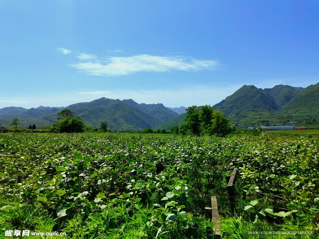 美丽的乡村风景