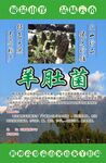 羊肚菌包装标签