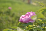 花卉