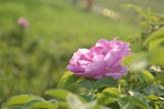 鲜花