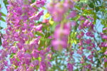 花卉