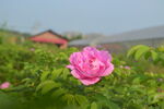 鲜花