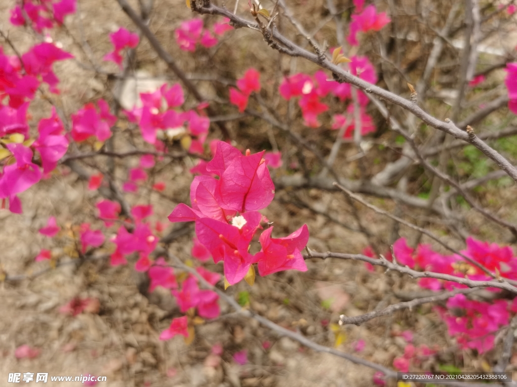 三角梅花