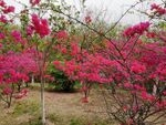 花海  春天 三角梅林  山花