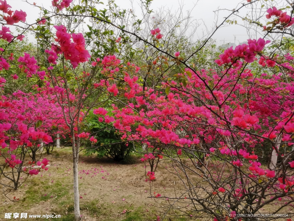 花海  春天 三角梅林  山花