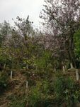 春天公园盛开的花