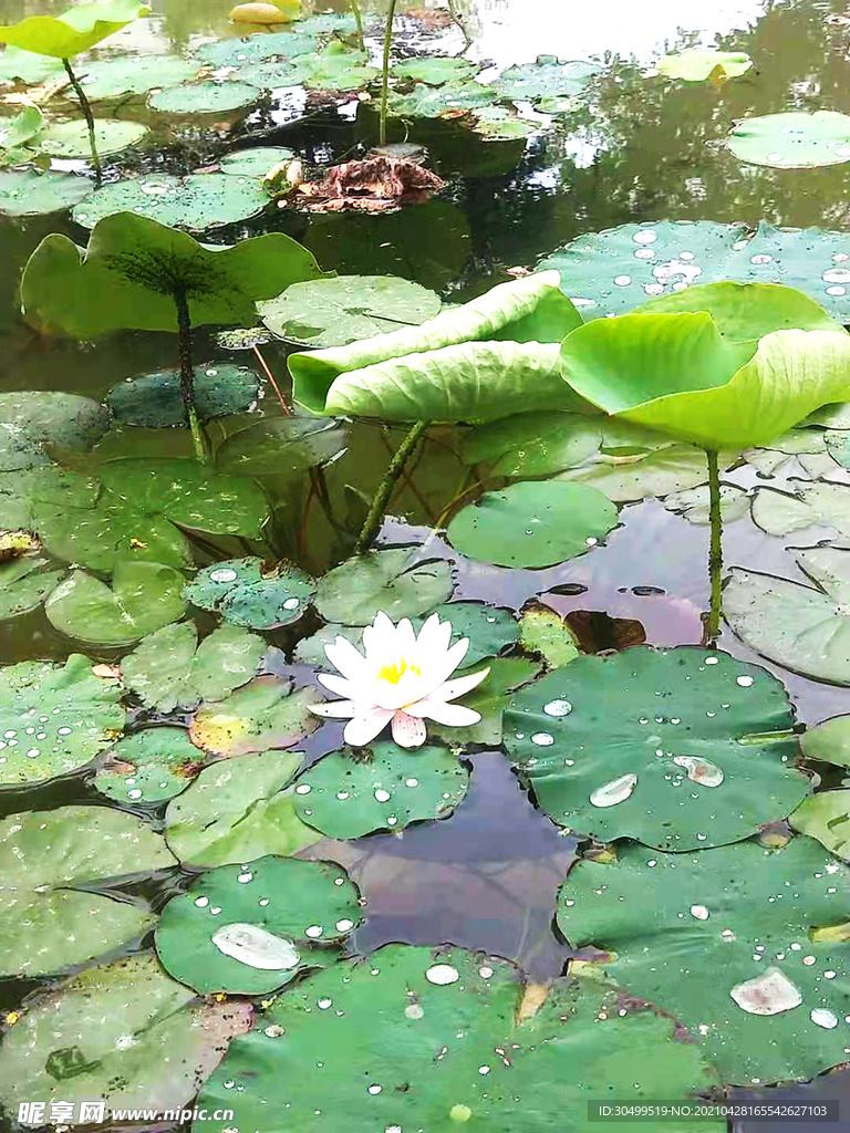 荷花