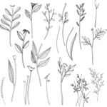 植物图案