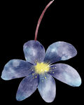 手绘花卉