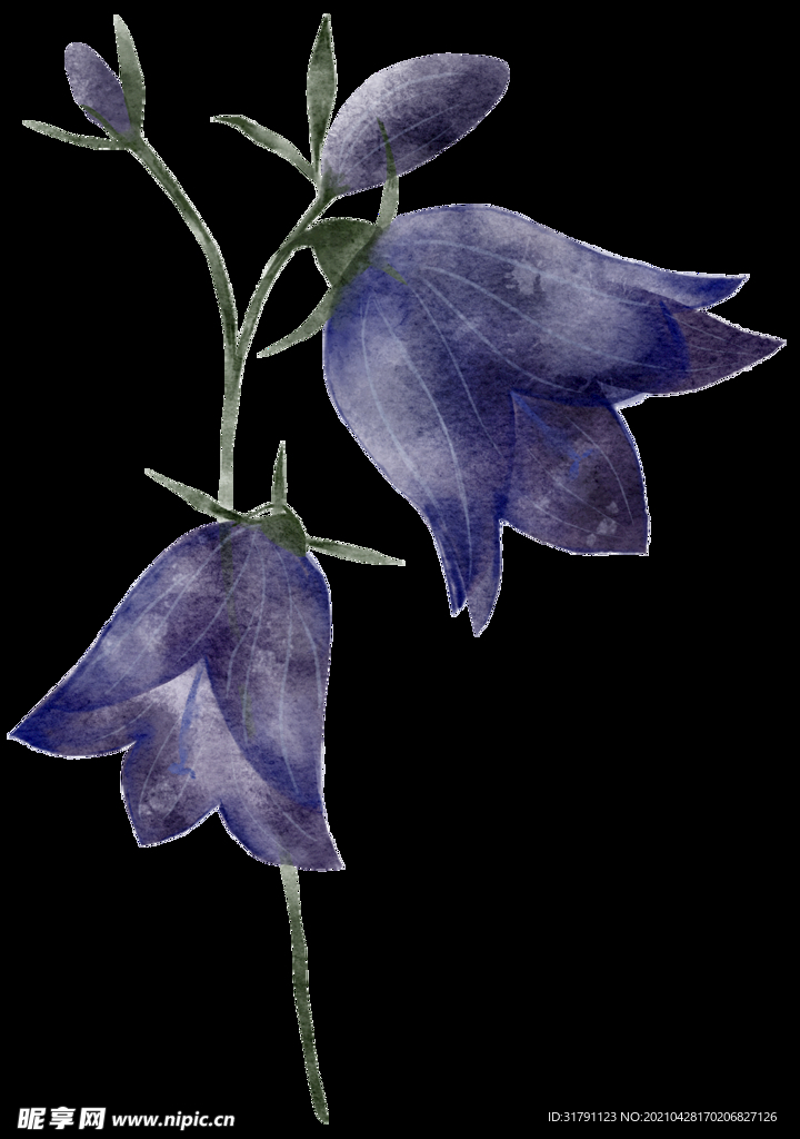 水彩花卉