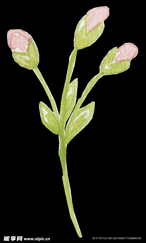水彩植物
