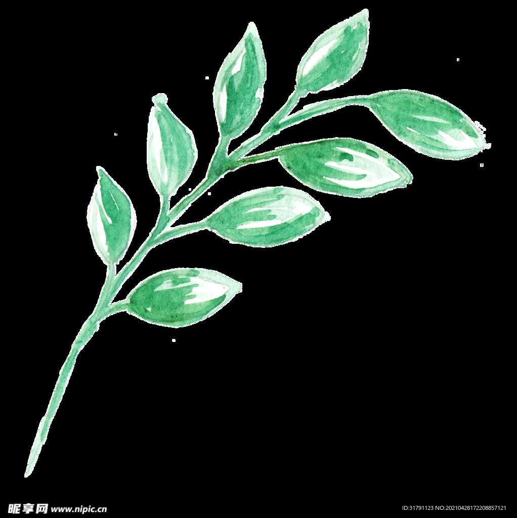 手绘植物