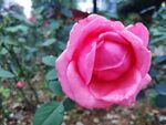 玫瑰花