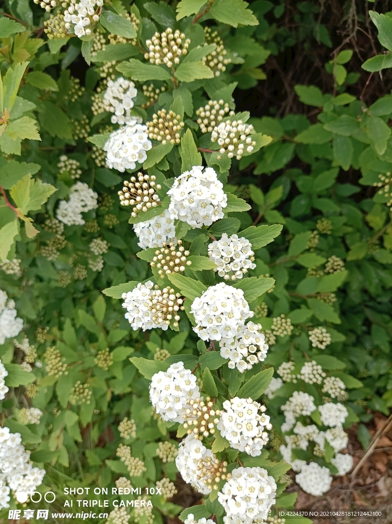 麻叶绣线菊