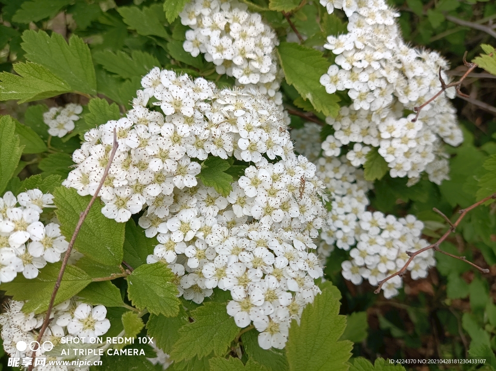 中华绣线菊