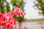 杜鹃花