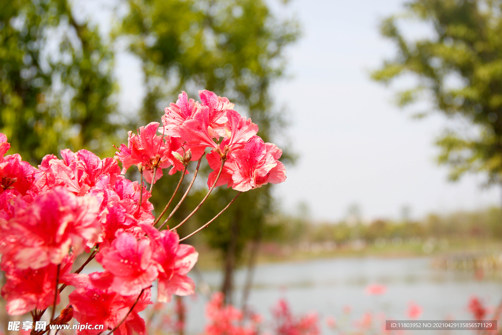 杜鹃花