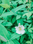 小花