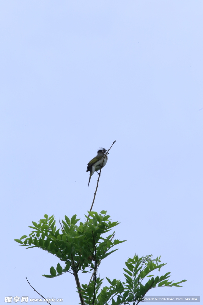 白头翁鸟