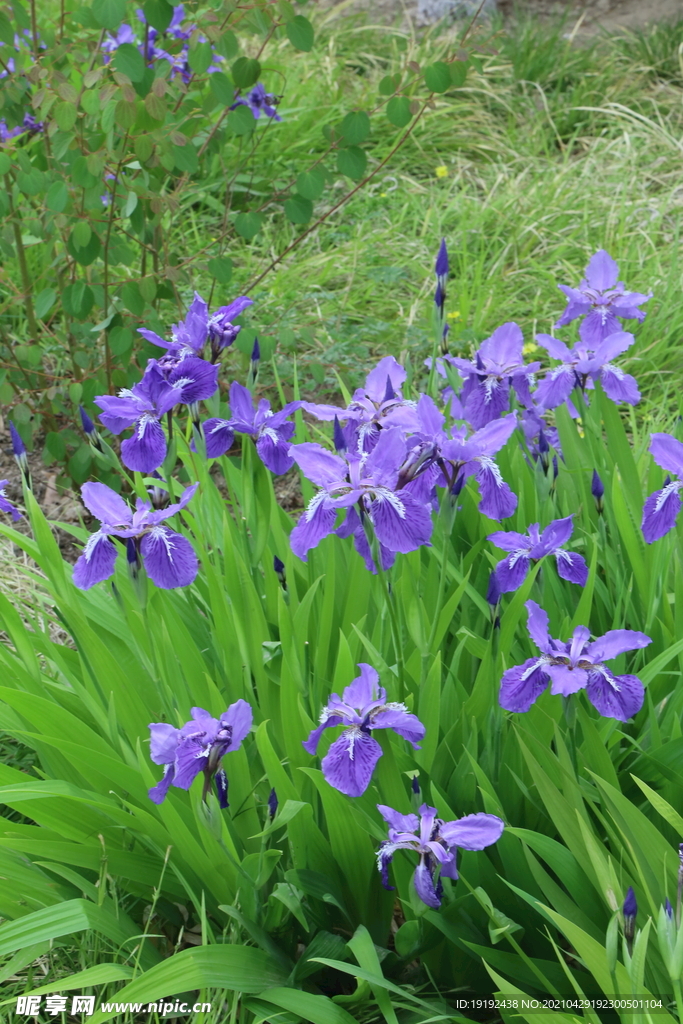 鸢尾花 