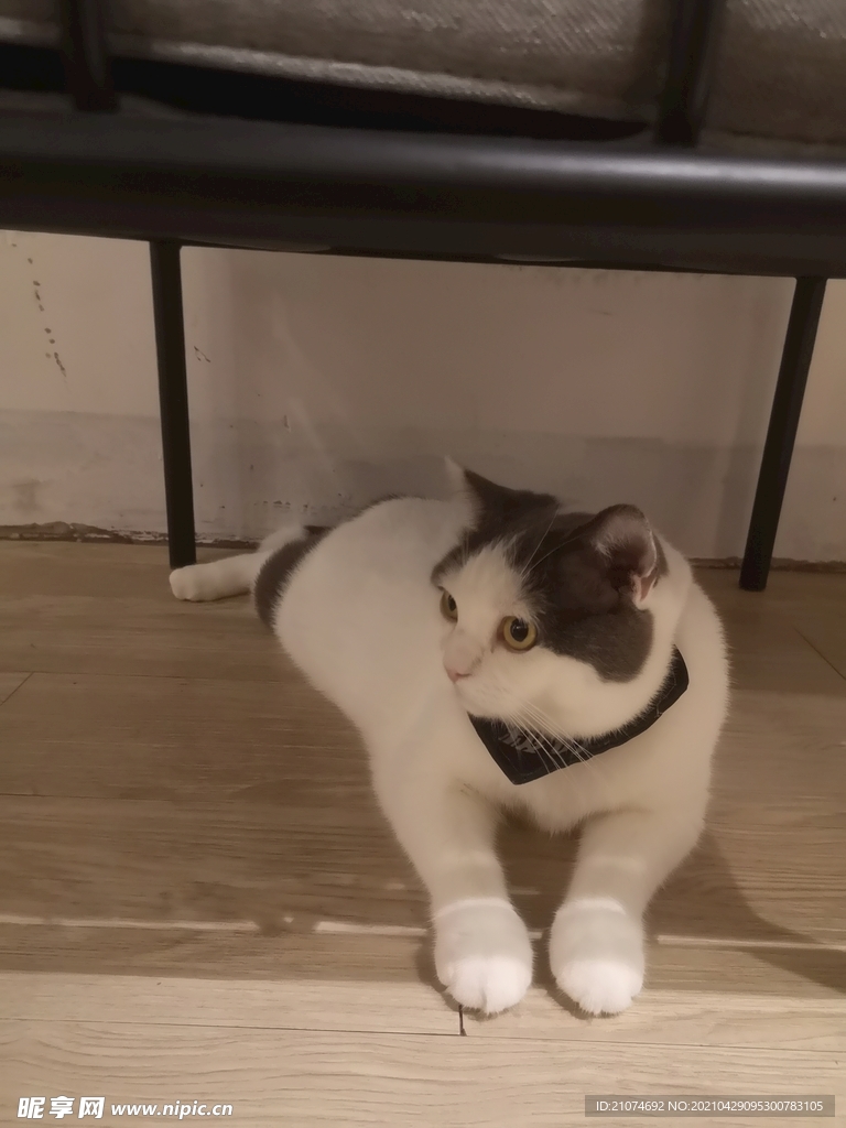 猫