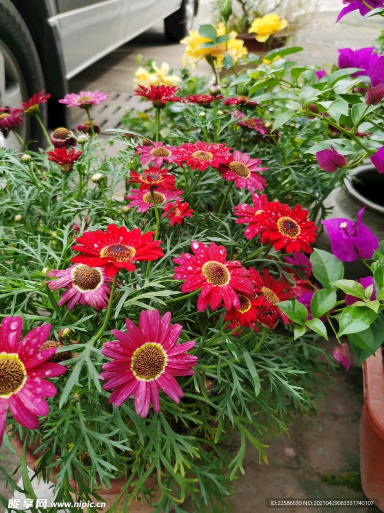 太阳花