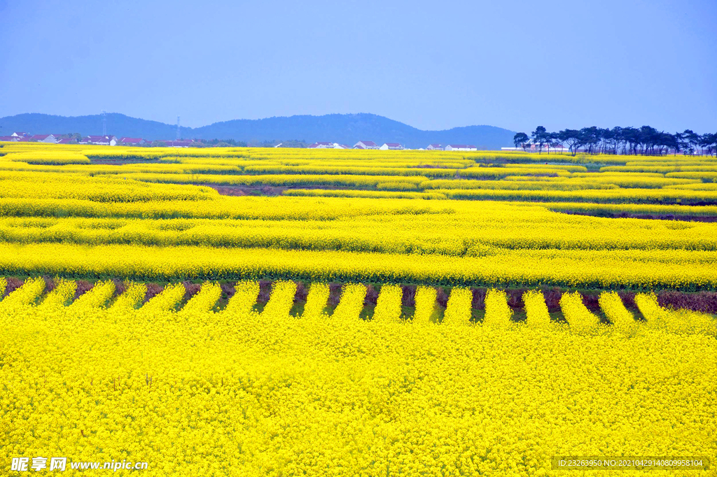 油菜花